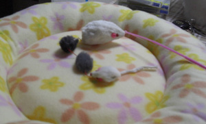 ねずみとぽかぽか