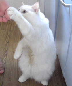 謎のポーズ