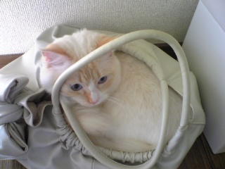 in かばん